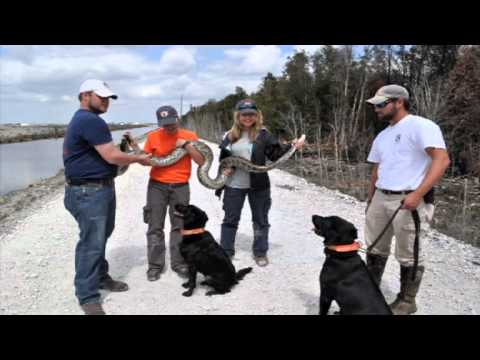 Video: EcoDogs Sniff Out Pythons di Everglades