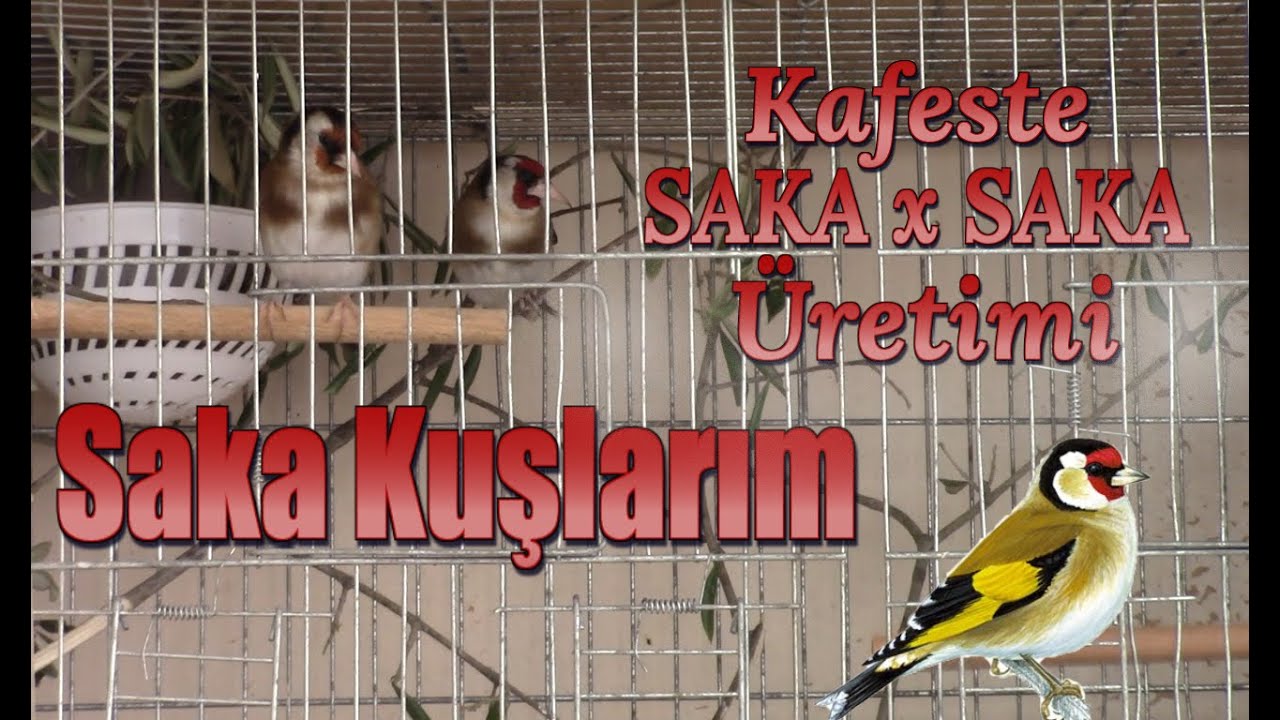 Eşe Hazırladığım Saka Kuşlarım | Kadife ❤  Efe | Tecrübe, Emek, Sabır 👍