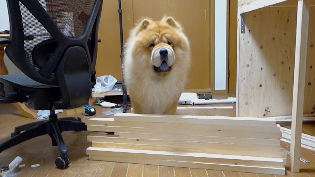 The wall that Chow Chow dogs cannot overcome is too low - YouTube