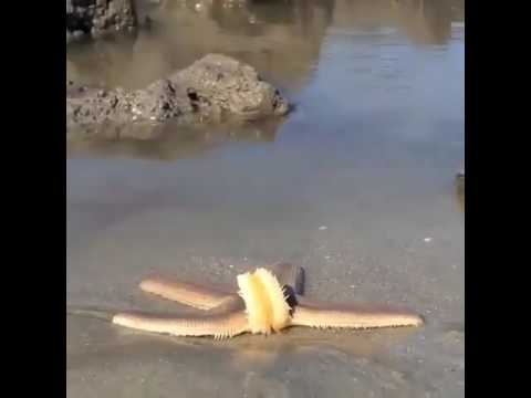 سرعة نجم البحر