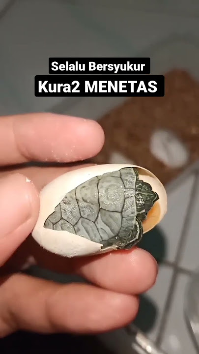 KURA-KURA MENETAS DARI TELUR !!