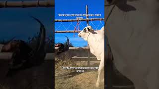 angry bull 😳 #bakraeid2026 #cow #lover #kpop #animals #foryou #beautiful #love #angry #bull