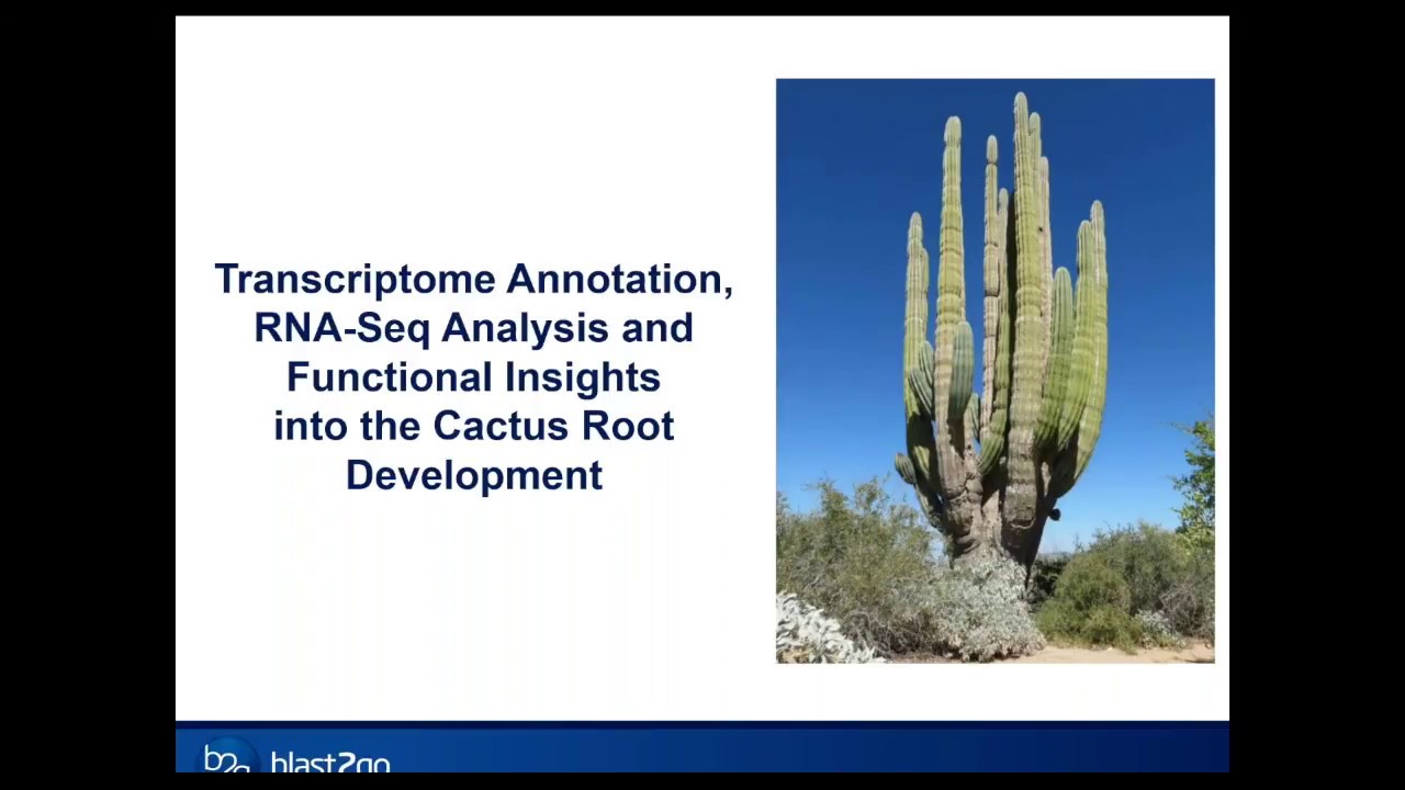 Webinar: De-Novo Transcriptome Analysis the Cactus Root Development with OmicsBox/Blast2GO