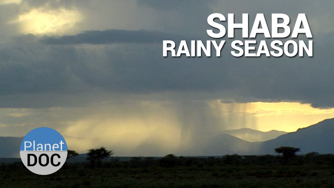 Documentary backdrop image for Shaba. Rainy Season (2014)