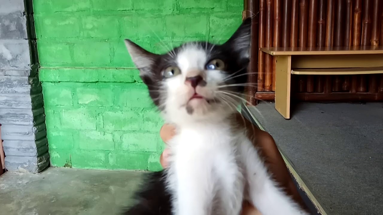 Anak Kucing Manis  terjebak Ketinggian part 3 YouTube