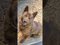 猟犬と猟師【甲斐犬のガロ】 #犬のいる暮らし #犬動画 #犬のいる生活 #田舎暮らし