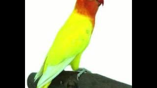 MASTERAN LOVEBIRD JUARA NASIONAL
