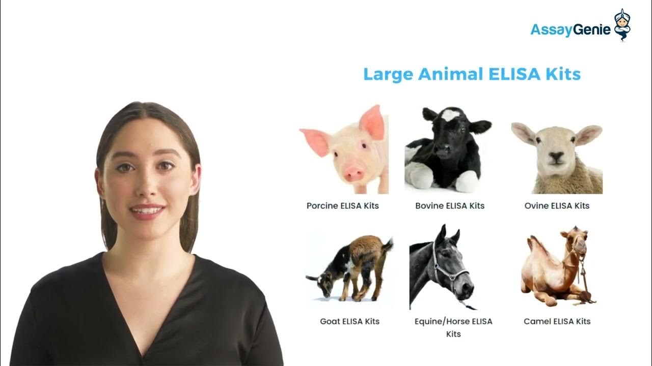 Animal Health & Veterinary ELISA Kits YouTube