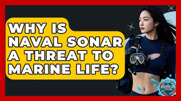 Why Is Naval Sonar A Threat To Marine Life? - The Marine Life Explorer