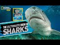 Understanding Shark Photography and Behavior
