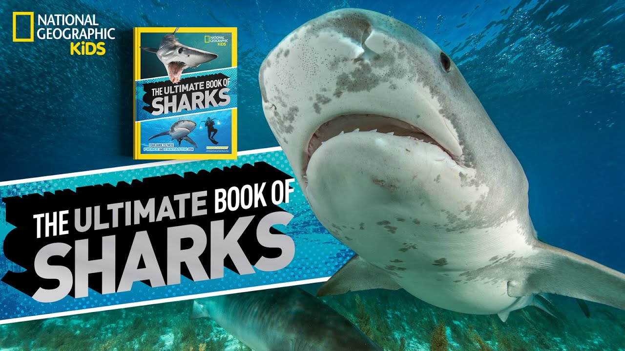 Great White: My First Great White Shark Facts Book For Under 5s (My First Animal Book 1)