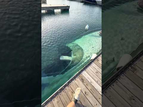 How Million-Dollar Yachts Sink Without Leaving the Marina || #shorts #youtubeshorts