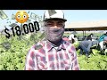 😳 CUANTO se GANA en el campo en ESTADOS UNIDOS | Lechuga