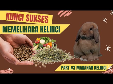 KUNCI SUKSES MEMELIHARA KELINCI / MAKANAN KELINCI