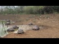 Day tour to EL CHATO , Giant Tortoises Wild Reserve