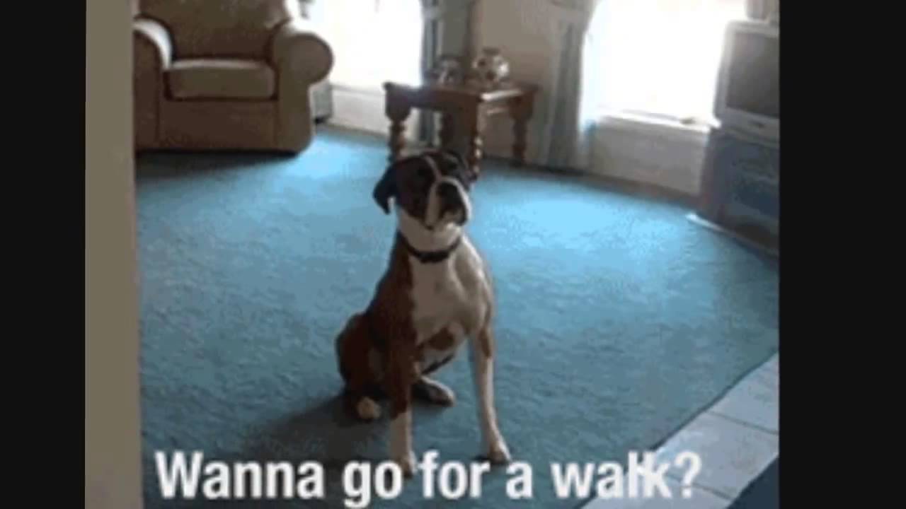 Top 10 Funny and Cute Dog Videos on Make a GIF