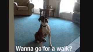 Dog gifs compilation