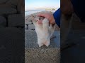 野良子猫が可愛過ぎる