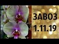 🌸Продажа орхидей по Украине. (завоз 1. ноя. 19 г.) Отправка в любую точку. ЗАМЕЧТАТЕЛЬНЫЕ КРАСОТКИ