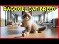 Ragdoll Cat Breeds - What is the personality of the Ragdoll Cat Breeds?