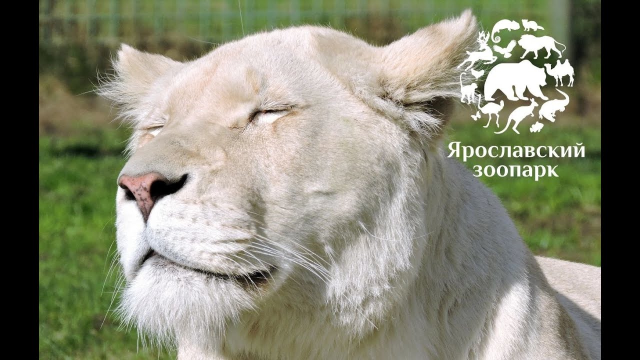 Закулисье зоопарка. Работа киперов, ярославский зоо.. #животные # ...