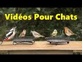 Vidéos Pour Chats ~ Oiseaux enchanteurs