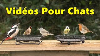 Vidéos Pour Chats ~ Oiseaux Enchanteurs