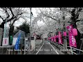 【4K東京・駒込】東京さくらコレクション（旧染井村、神田川面影橋周辺）／Tokyo Sakura Collection / Somei Village, Omokage Bridge