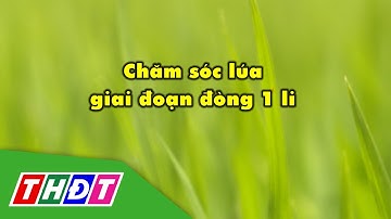 Chăm sóc lúa giai đoạn đòng 1 li | Syngenta Thông tin nông nghiệp - 28/5/2023 | THDT
