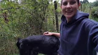 Flat Coated Retriever Obedience Training!