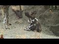 African Wild Dogs And Puppies At Their Den