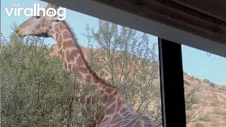 Unexpected Giraffe Wake-Up Call in South Africa || ViralHog