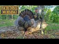 Maryland Turkey Down! - PERFECT TURKEY HUNT!! | MD Spring 2024