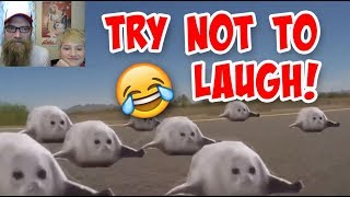 Try Not to Laugh Challenge: Who Knew Seals could Bounce!