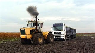 Csemegekukorica betakarítás 2. (Sweet Corn Harvest) Rába Steiger 250