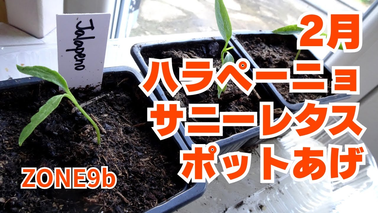 Potting up jalapenos from seeds | Multi-cultivation | Growing from