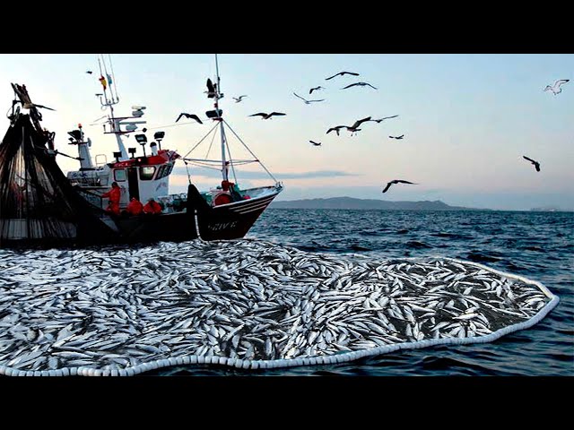 Amazing big nets catch hundreds of tons of herring on the modern boat - Biggest  Fishing Net #02 