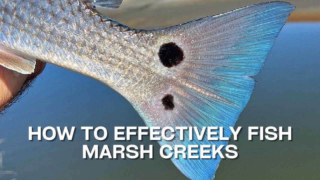 How To Effectively Fish In Marsh Creeks [Fishing Report] YouTube