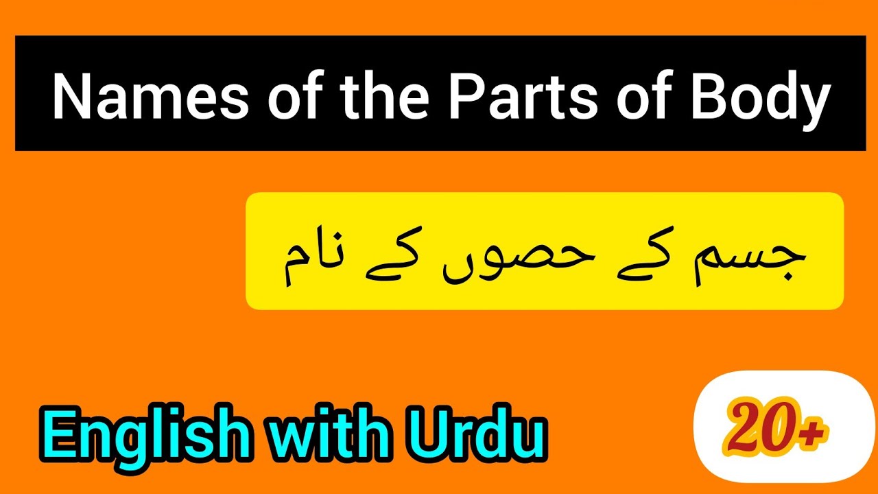 Parts Of The Body Name Parts Of The Body Name In English YouTube parts-of-the-body-name-parts-of-the-body-name-in-english-youtube