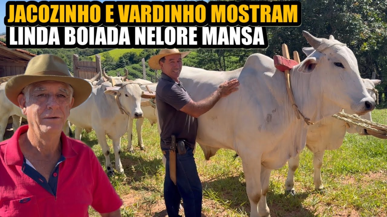 UMA BOIADA MANSA COMO VOCÊ NUNCA VIU 