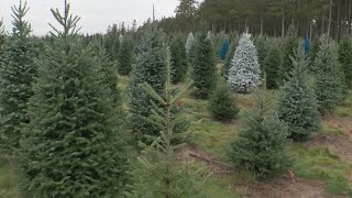 Twin Cities Tree Farm Loses 10% Of Christmas Trees Due To Summer Drought