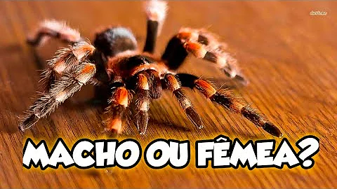 Como saber o gênero da aranha?