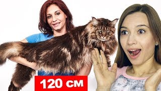 10 ВАУ Рекордов Гиннесса! Постарайся не сказать “ВАУ” челлендж 10 ВАУ Рекордов Гиннесса! Постарайся не сказать “ВАУ” челлендж