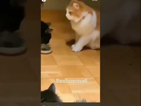 the animals