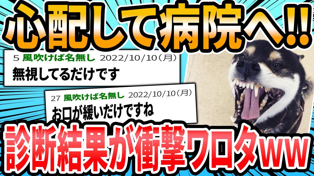 【動物オモシロ】Xでバズった動物オモシロ動画 ドクターに言われた衝撃的な言葉【2ch面白いスレ】