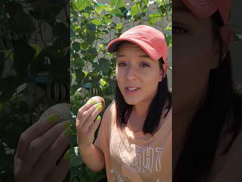 Video: Tiger Baby Watermelon Care: Več o Tiger Baby Melon Vines