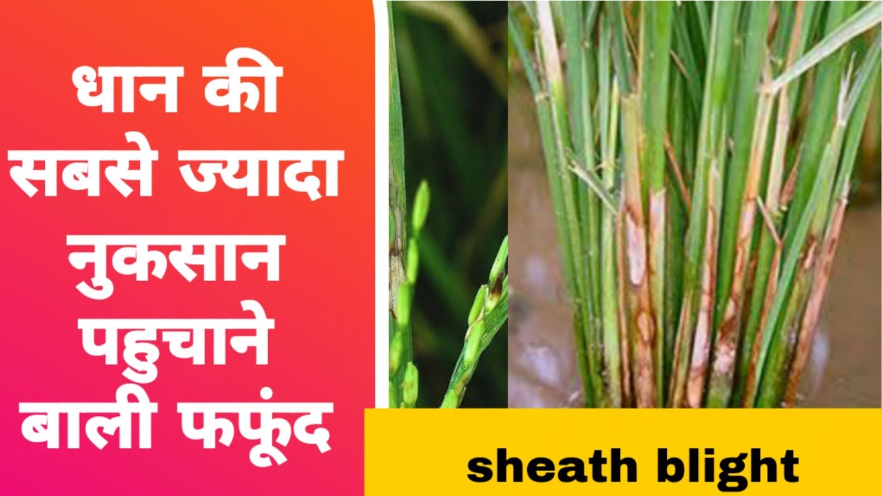 sheath blight of rice or paddy, how to control sheath blight of rice