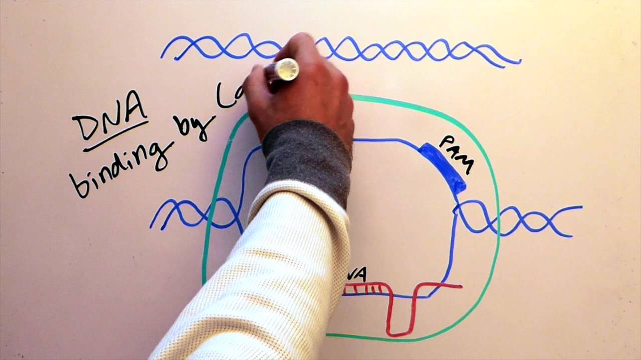 Cas9 sheds CRISPR light on RNA/ Cell, March 17, 2016 (Vol. 165, Issue 2)