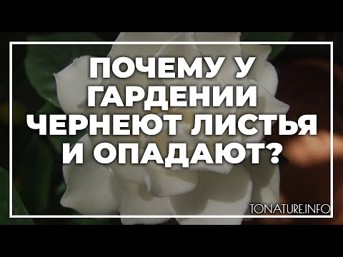 Почему у гардении чернеют листья и опадают? | toNature.Info