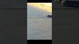 रोड पे आया बड़ा अजगर // huge python disappears into the road #shorts